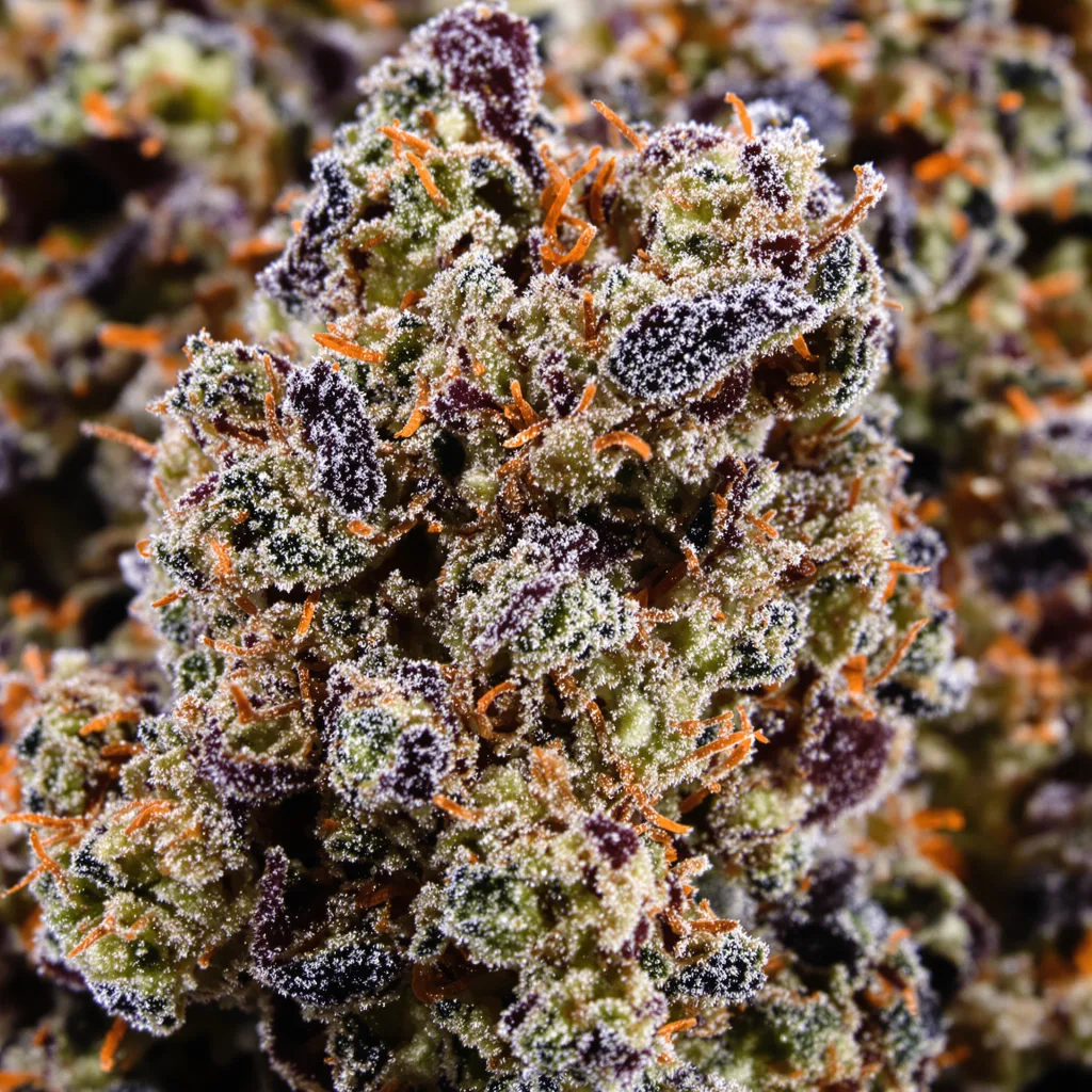 Primer plano de cogollo de cannabis Sugar Kush mostrando cálices densos con tonos morados