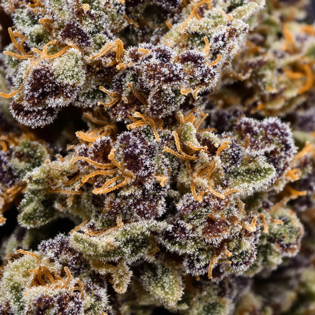 Primer plano de cogollo de cannabis Sugar Mama mostrando cálices densos con tonos morados