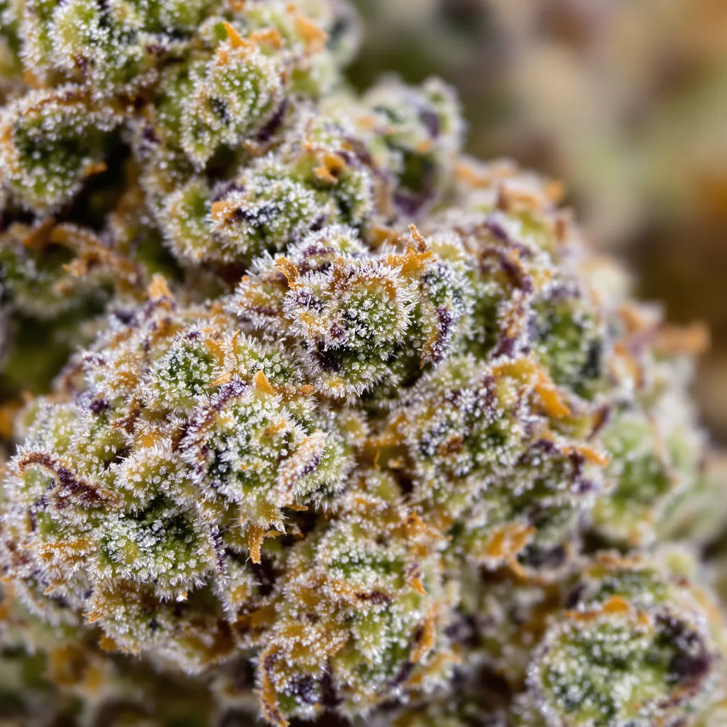 Primer plano de cogollo de cannabis Sunrise mostrando estructura abierta con pistilos naranjas
