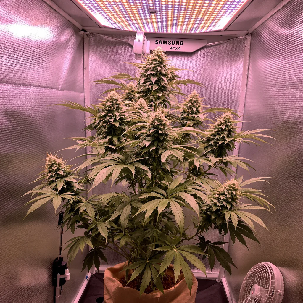 Planta de cannabis Sunset Sherbet en fase de floración — 120-180 cm feminizada