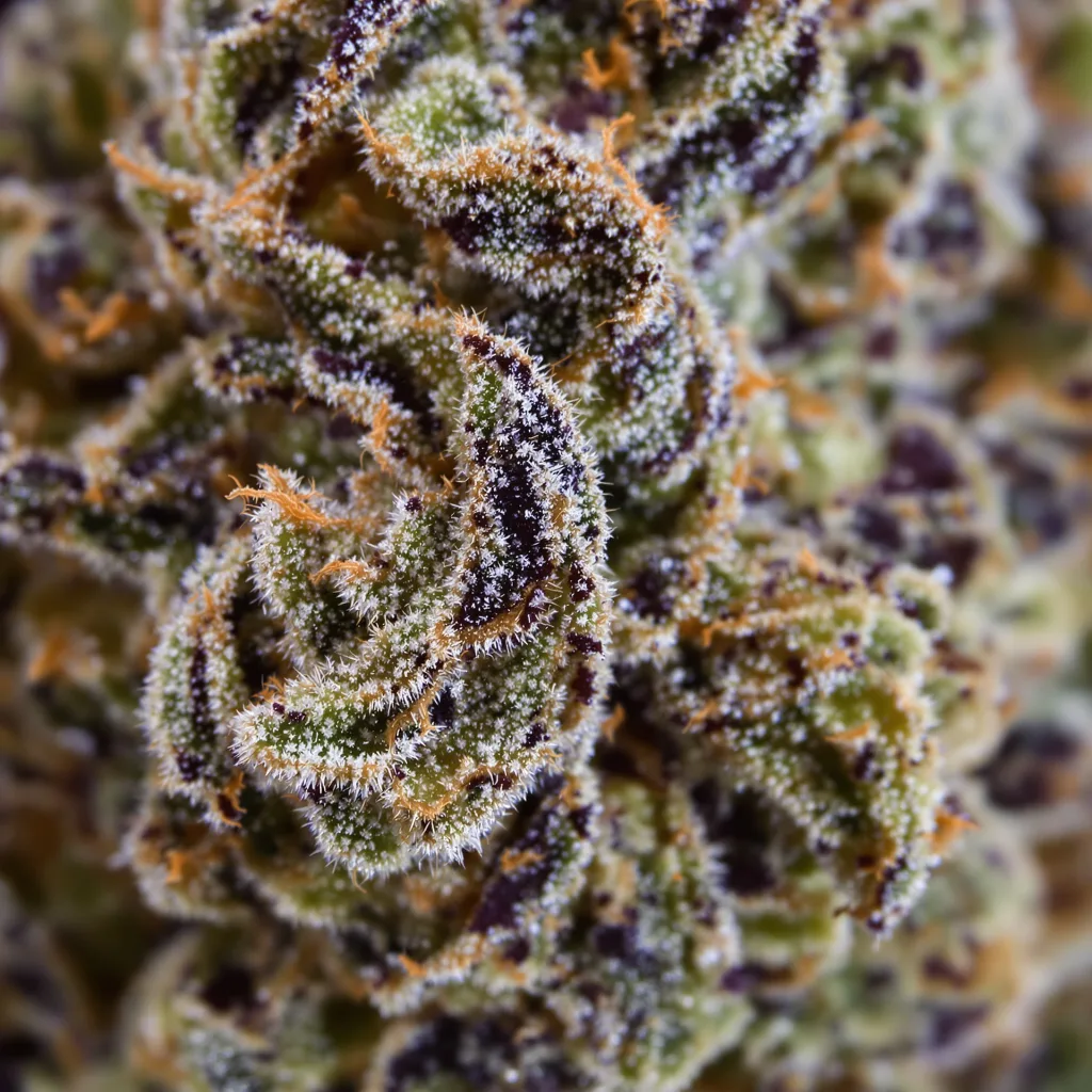Primer plano de cogollo de cannabis Super Blue Dream mostrando cálices densos con tonos morados