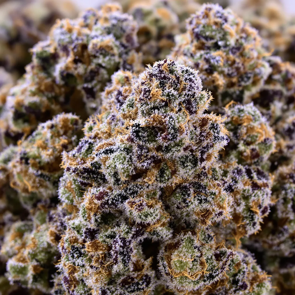 Primer plano de cogollo de cannabis Super Bud mostrando cálices densos con tonos morados