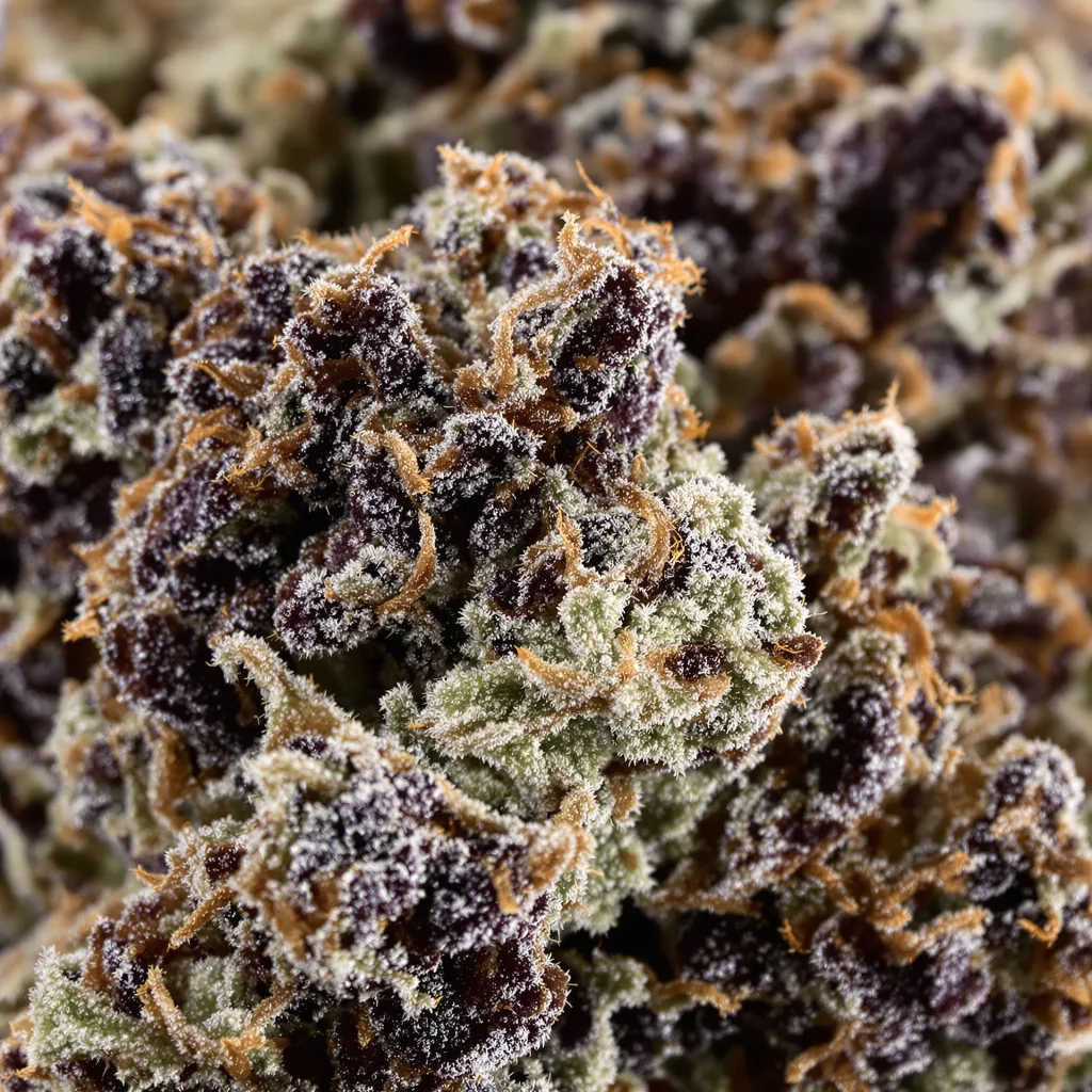 Primer plano de cogollo de cannabis Super Cheese mostrando cálices densos con tonos morados