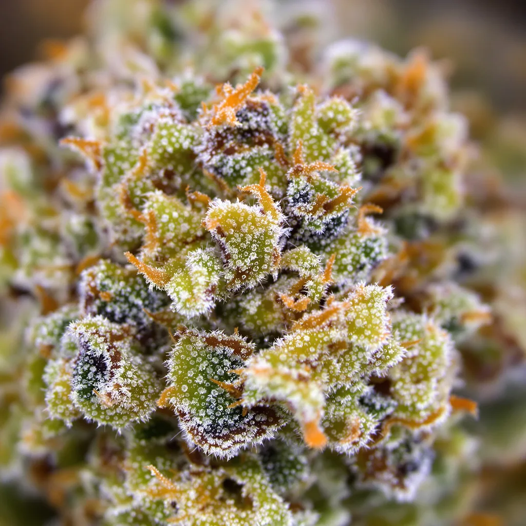 Primer plano de cogollo de cannabis Super Jack mostrando cogollos densos verde bosque