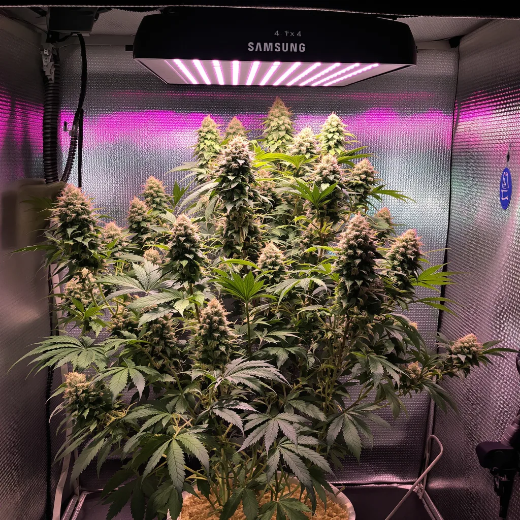 Planta de cannabis Superglue en fase de floración — 60-100 cm autofloración