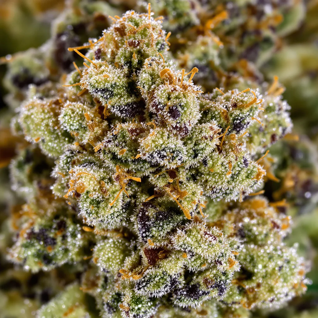 Primer plano de cogollo de cannabis Superglue mostrando estructura equilibrada con tricomas escarchados