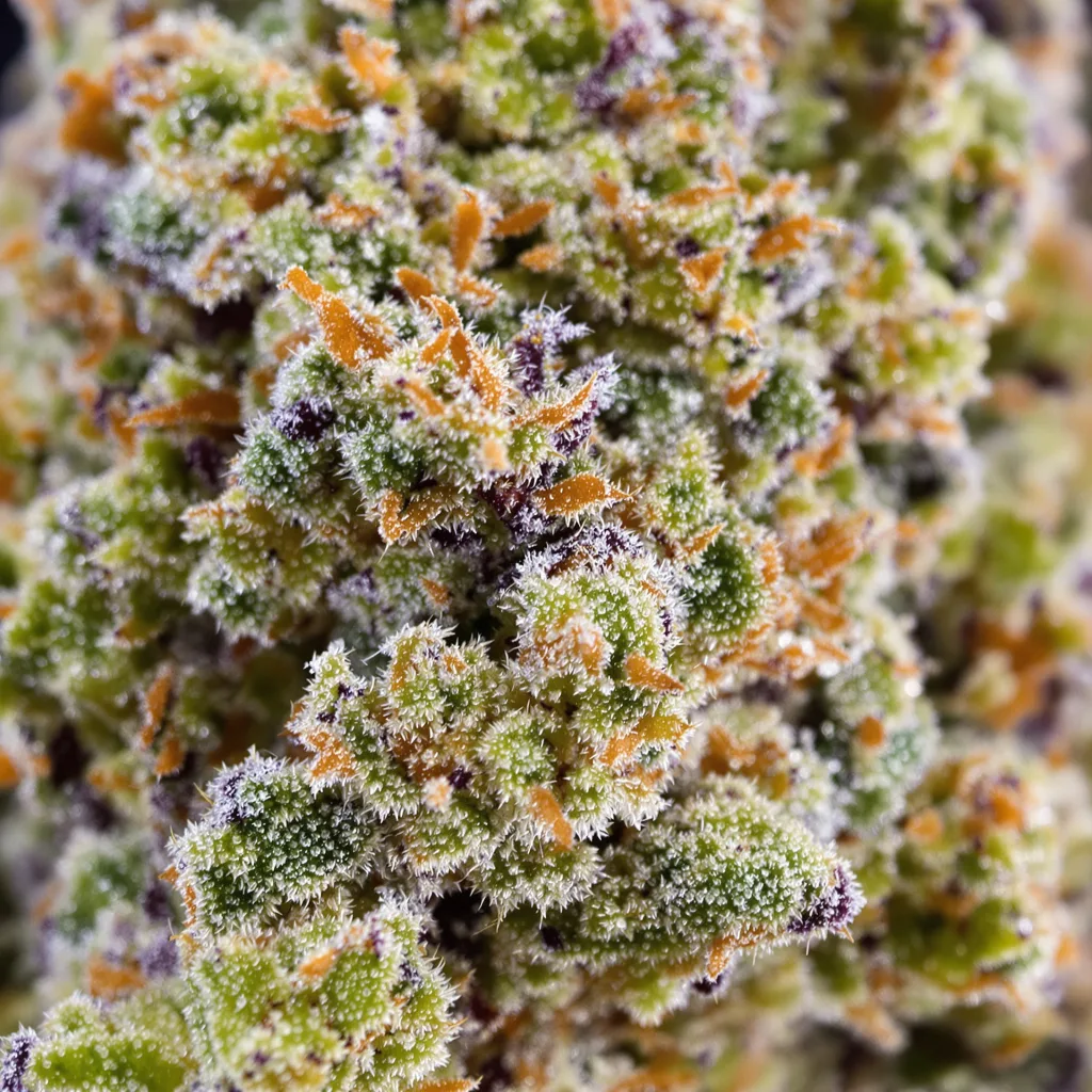 Primer plano de cogollo de cannabis Superglue mostrando estructura equilibrada con tricomas escarchados