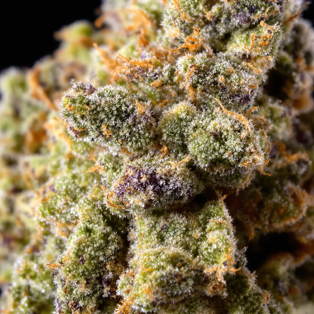 Primer plano de cogollo de cannabis Surprise MFCKR Mixpack mostrando estructura abierta con pistilos naranjas
