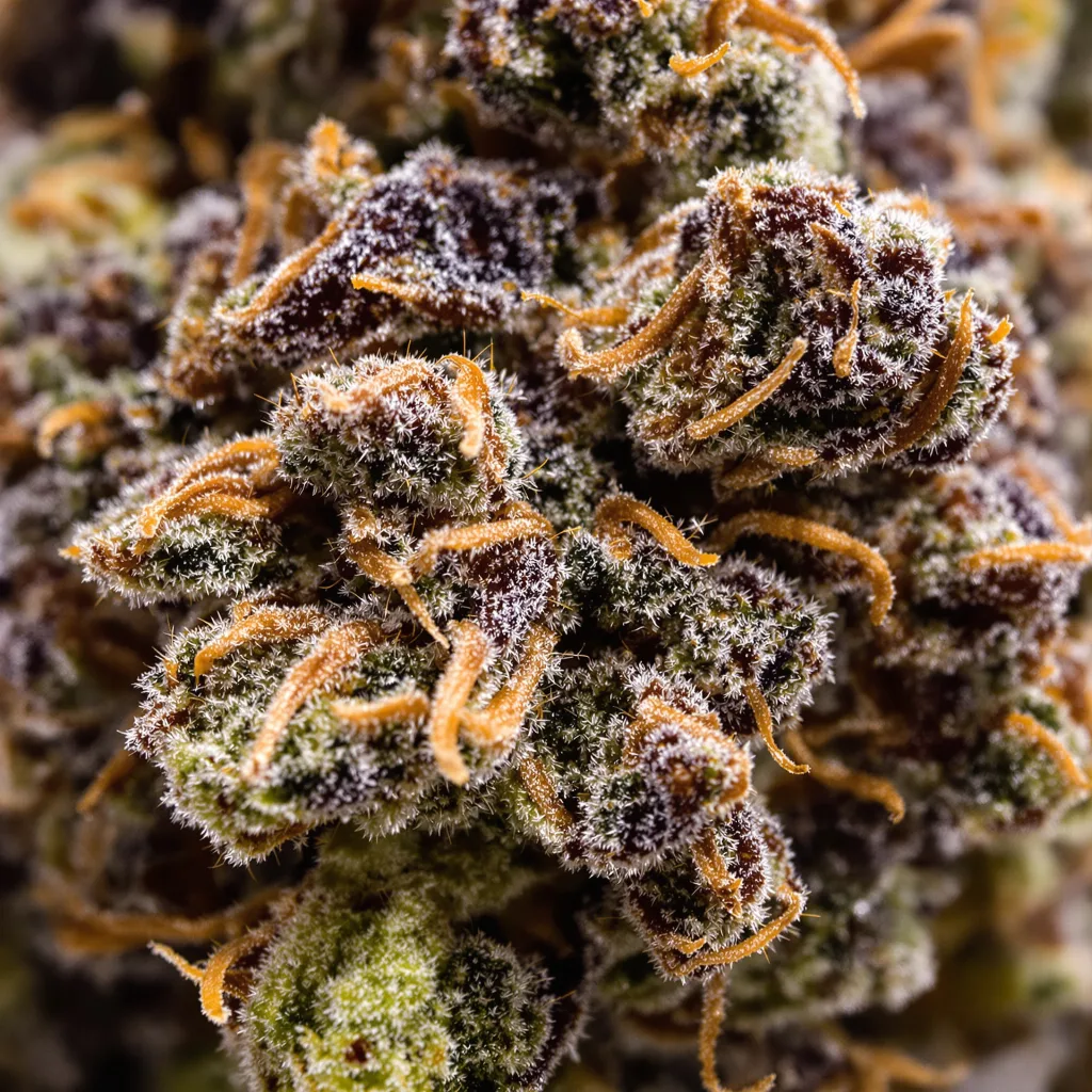 Primer plano de cogollo de cannabis Sweet and Sour Widow mostrando cálices densos con tonos morados