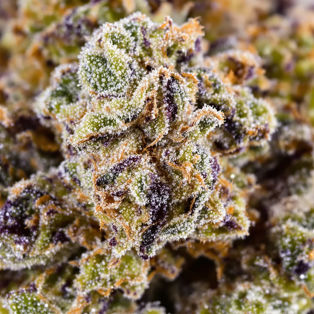 Primer plano de cogollo de cannabis Sweet Berry mostrando estructura abierta con pistilos naranjas