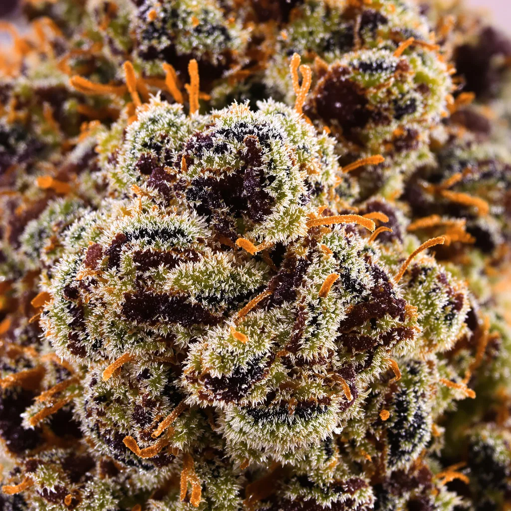 Primer plano de cogollo de cannabis Sweet Deep Grapefruit mostrando cálices densos con tonos morados