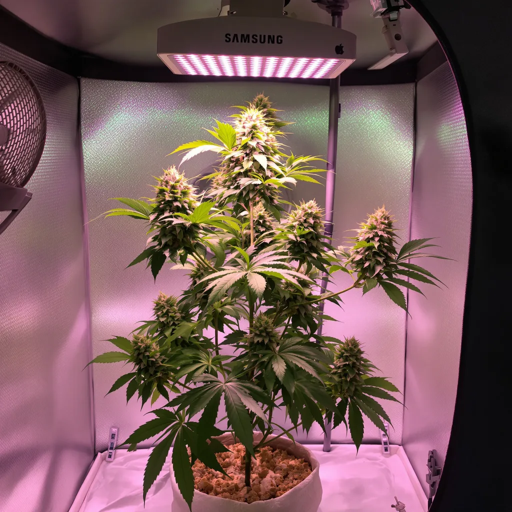 Planta de cannabis Sweet Dream en fase de floración — 90-130 cm feminizada