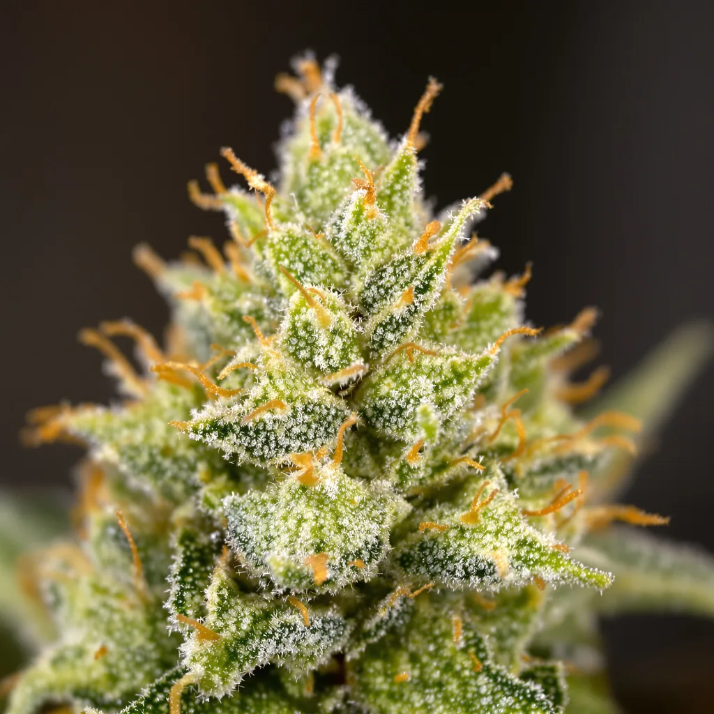 Primer plano de cogollo de cannabis Sweet Island mostrando estructura aireada verde lima