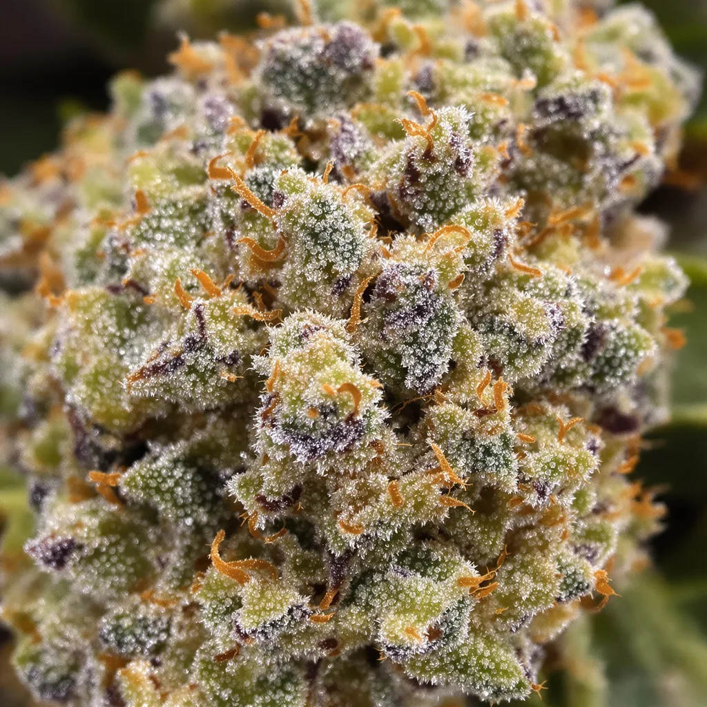 Primer plano de cogollo de cannabis Sweet Tooth mostrando estructura abierta con pistilos naranjas