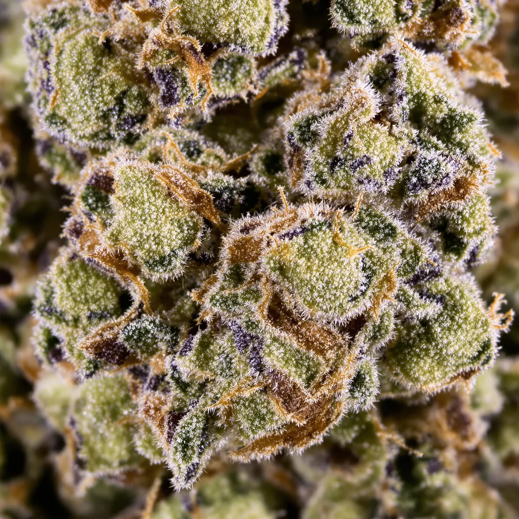 Primer plano de cogollo de cannabis Sweet Tooth mostrando estructura abierta con pistilos naranjas