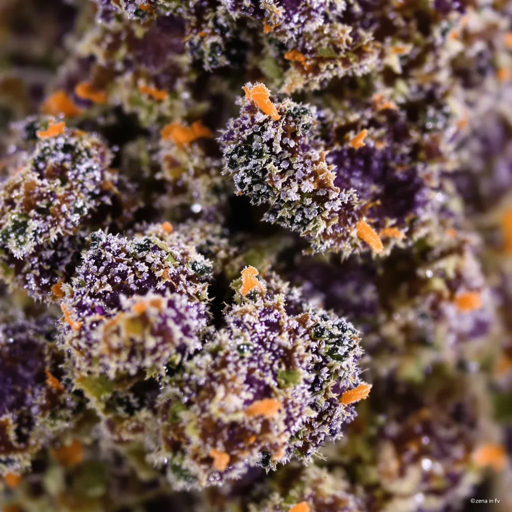 Primer plano de cogollo de cannabis Sweet ZZ mostrando cálices densos con tonos morados