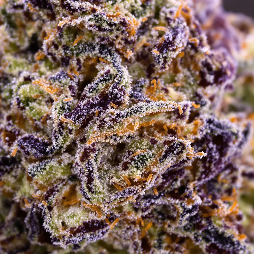 Primer plano de cogollo de cannabis Sweet ZZ mostrando cálices densos con tonos morados