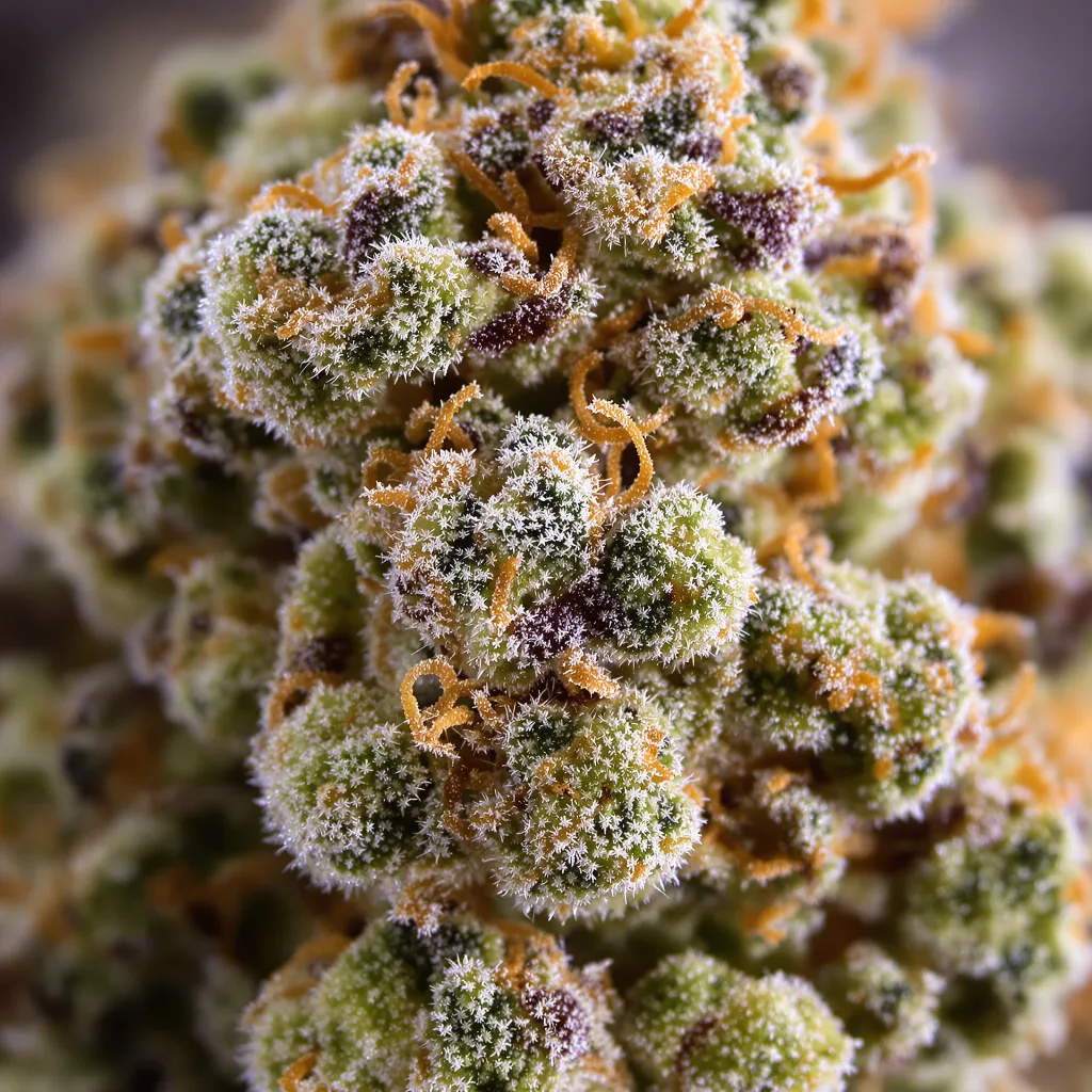 Primer plano de cogollo de cannabis Tahoe OG Kush mostrando cogollos densos verde bosque
