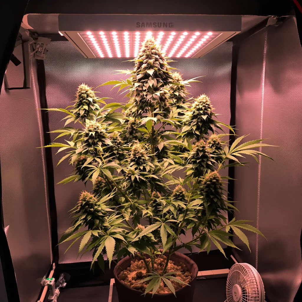 Planta de cannabis Tahoe OG Kush en fase de floración — 120-180 cm feminizada