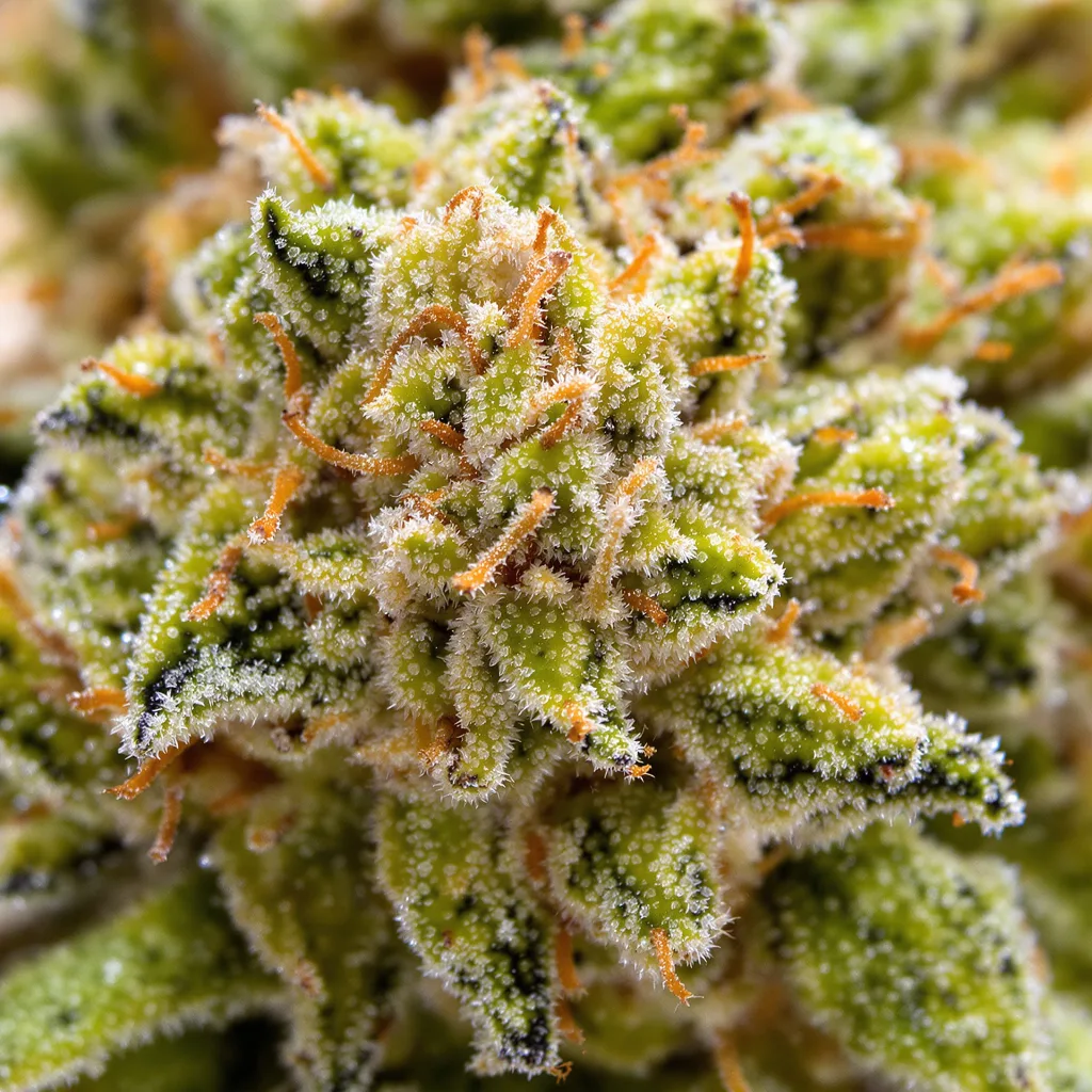 Primer plano de cogollo de cannabis Tangie mostrando estructura aireada verde lima