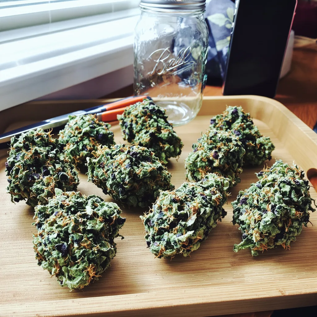 THC Bomb 60% indica / 40% sativa — flor con tricomas visibles