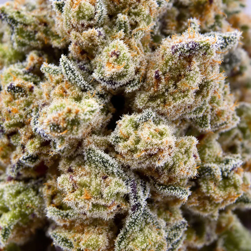 Primer plano de cogollo de cannabis THC Bomb mostrando cogollos densos verde bosque