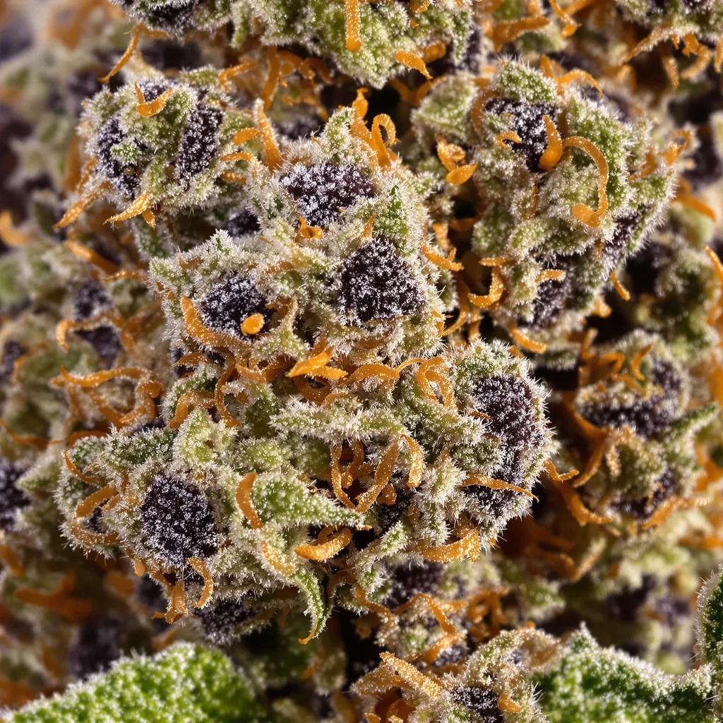 Primer plano de cogollo de cannabis The Big Stink mostrando cálices densos con tonos morados