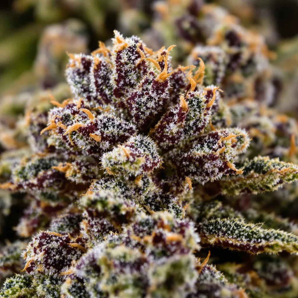 Primer plano de cogollo de cannabis The OX mostrando cálices densos con tonos morados