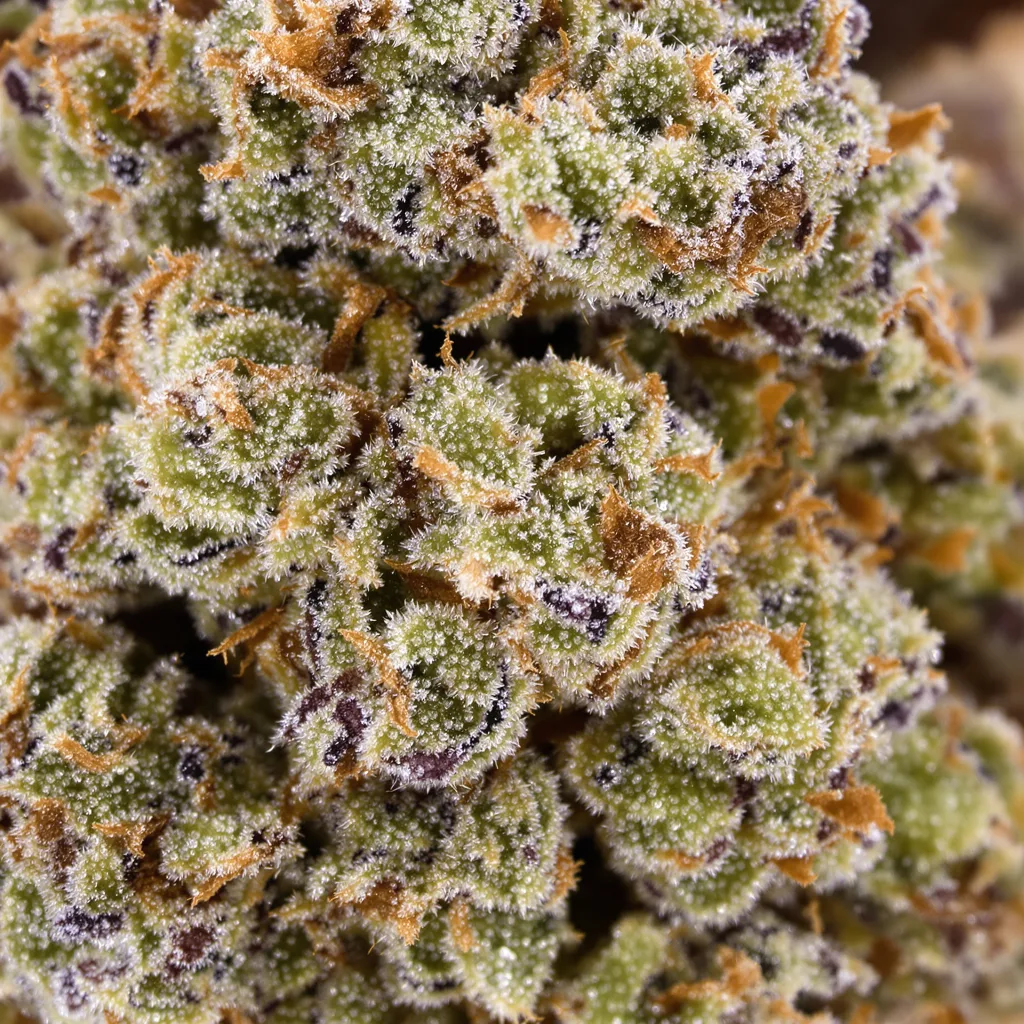 Primer plano de cogollo de cannabis The Truth mostrando estructura abierta con pistilos naranjas