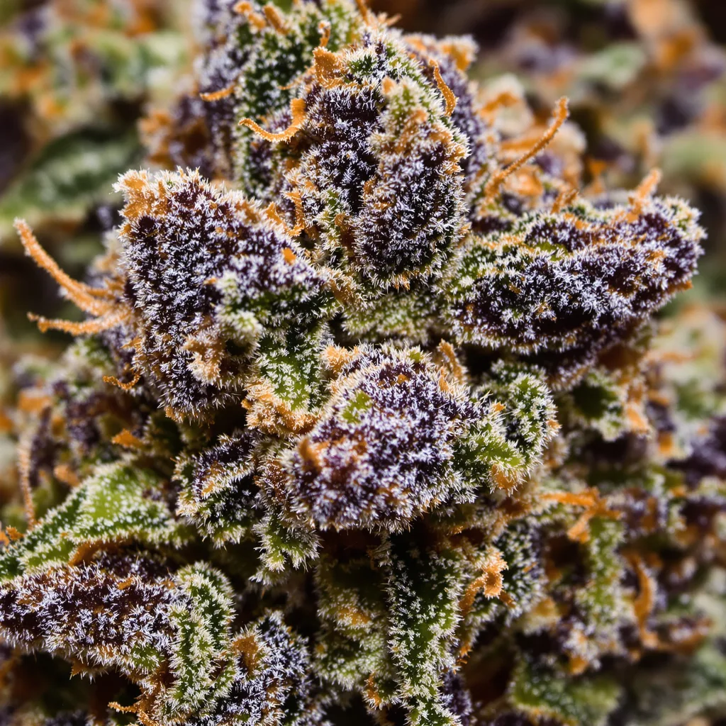 Primer plano de cogollo de cannabis Tigermelon mostrando cálices densos con tonos morados