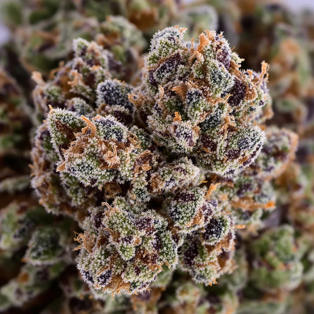 Primer plano de cogollo de cannabis Tigermelon mostrando cálices densos con tonos morados