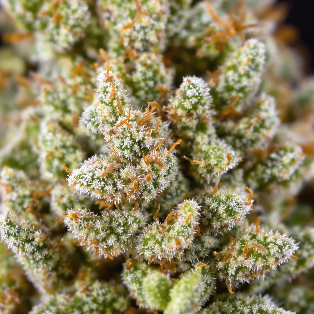 Primer plano de cogollo de cannabis Timewreck mostrando estructura aireada verde lima