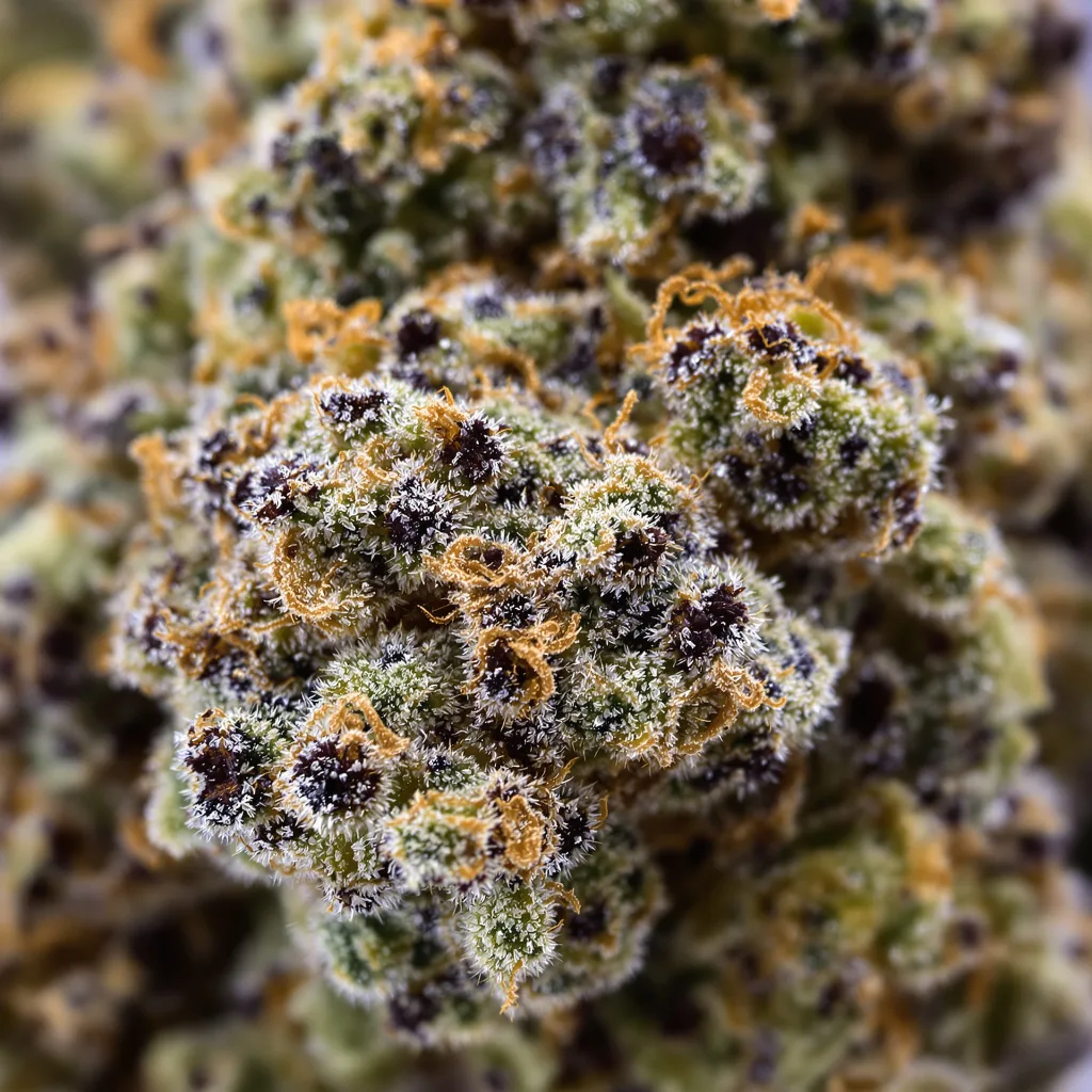 Primer plano de cogollo de cannabis Training Day mostrando cálices densos con tonos morados