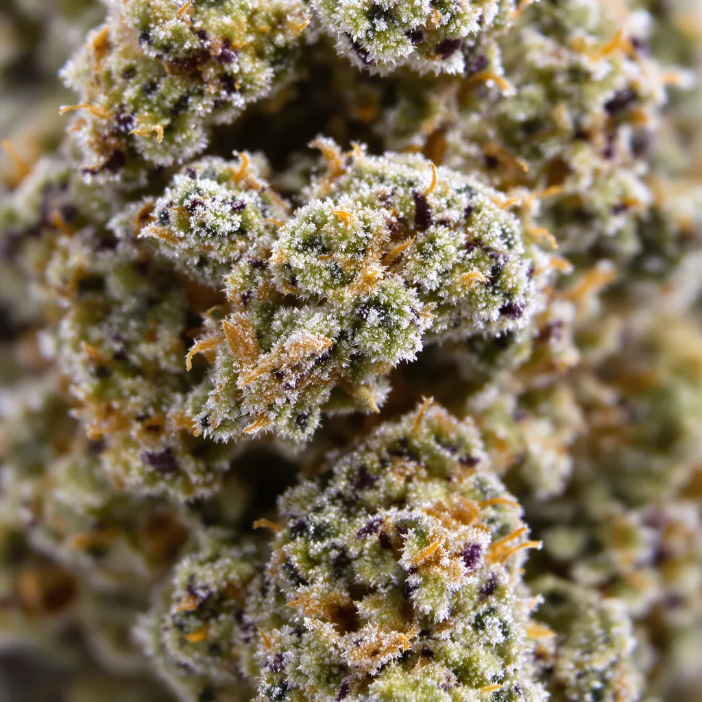 Primer plano de cogollo de cannabis Trainwreck mostrando estructura abierta con pistilos naranjas