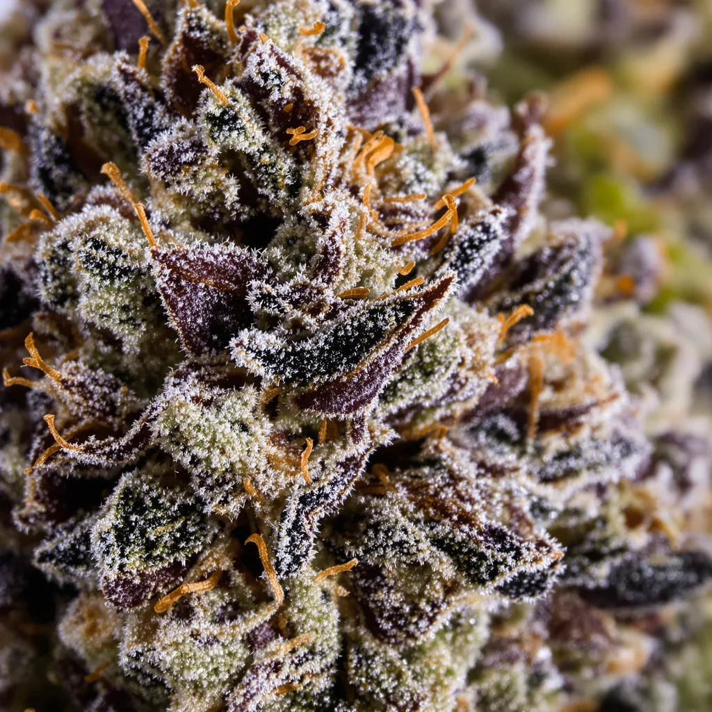 Primer plano de cogollo de cannabis Triangle Kush mostrando cálices densos con tonos morados
