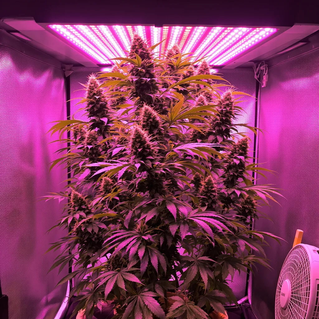 Planta de cannabis Trinity en fase de floración — 150-200 cm feminizada