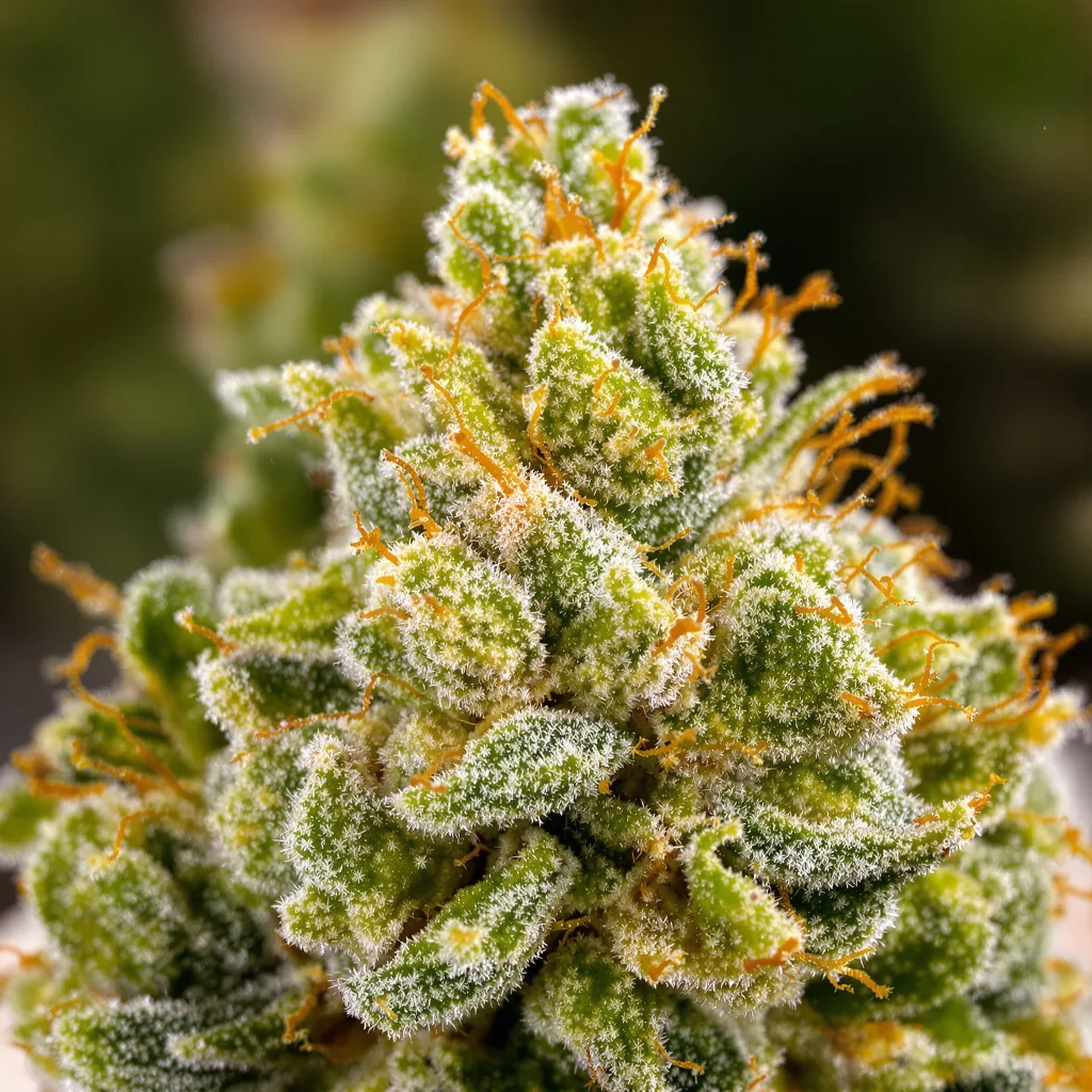 Primer plano de cogollo de cannabis Trinity mostrando estructura aireada verde lima