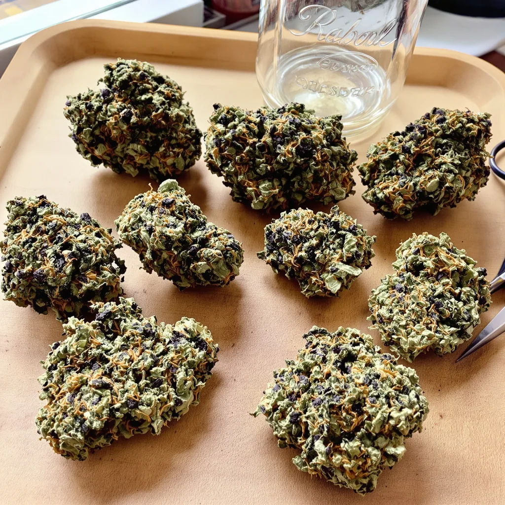 Triple Cheese 70% indica / 30% sativa — flor con tricomas visibles