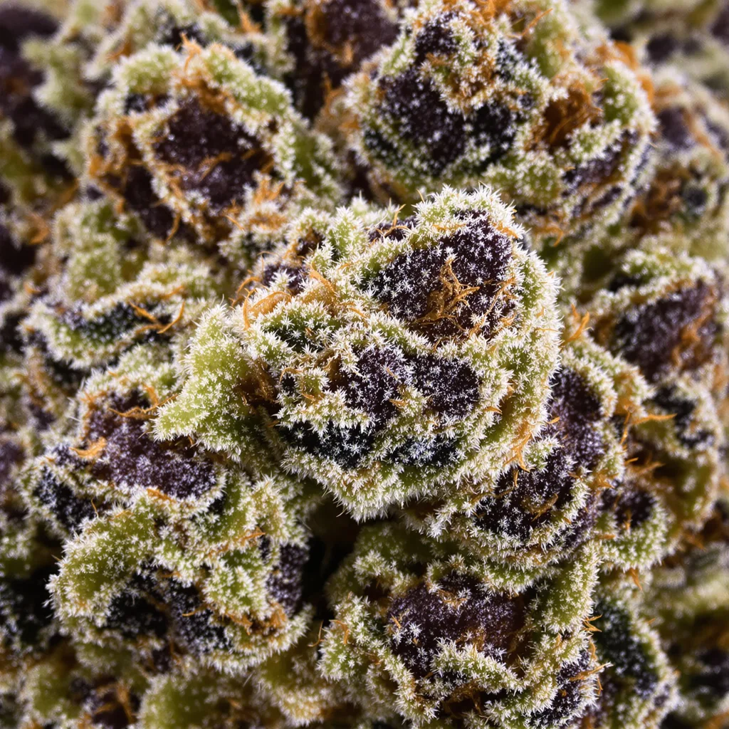 Primer plano de cogollo de cannabis Triple Cheese mostrando cálices densos con tonos morados