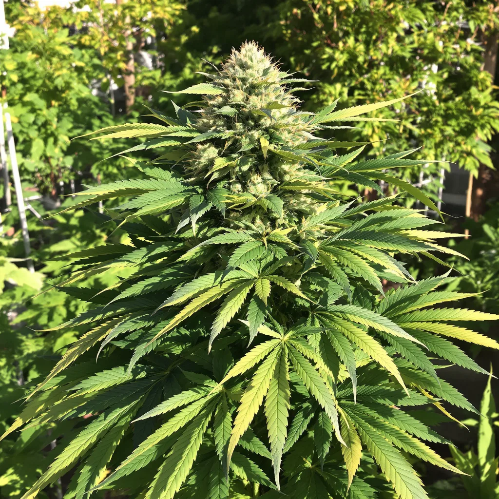 Tropicana Cookies Purple 76% indica / 24% sativa — flor con tricomas visibles