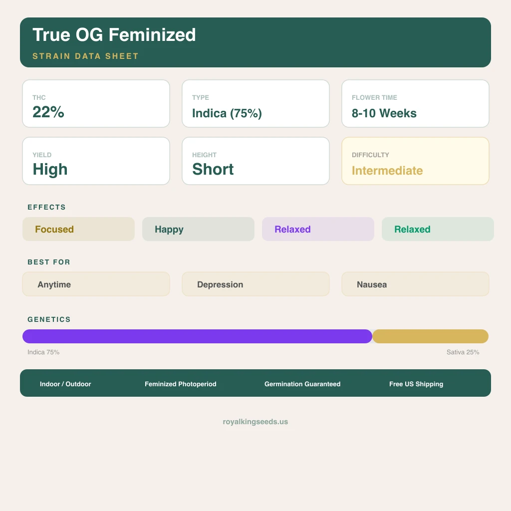True OG 75% indica / 25% sativa — flor con tricomas visibles