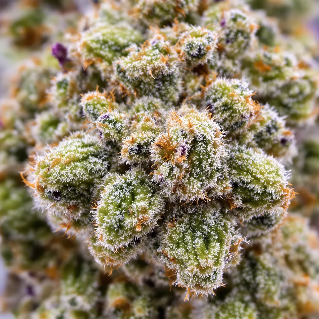 Primer plano de cogollo de cannabis Tutti Frutti mostrando estructura equilibrada con tricomas escarchados