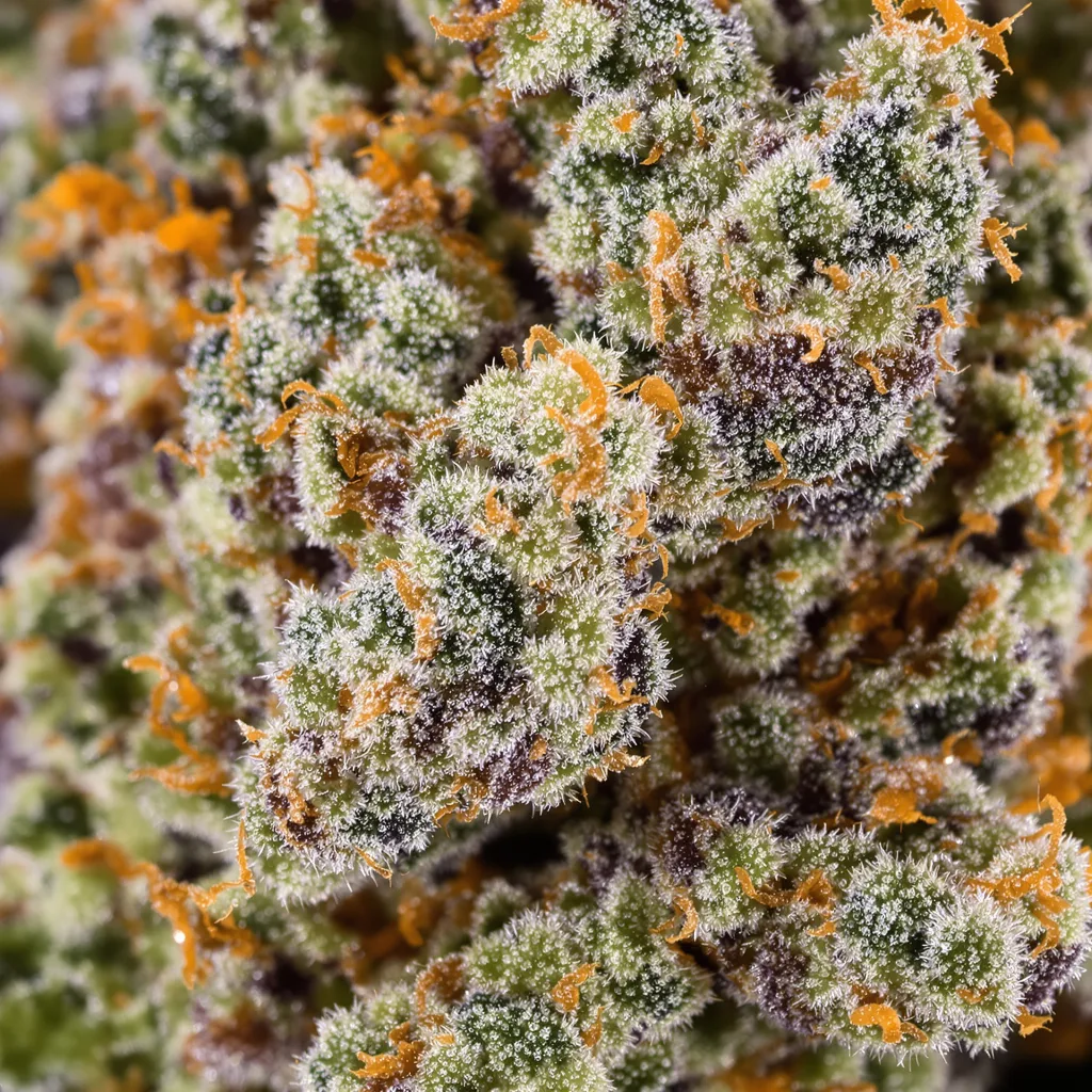 Primer plano de cogollo de cannabis Tutti Frutti mostrando estructura equilibrada con tricomas escarchados