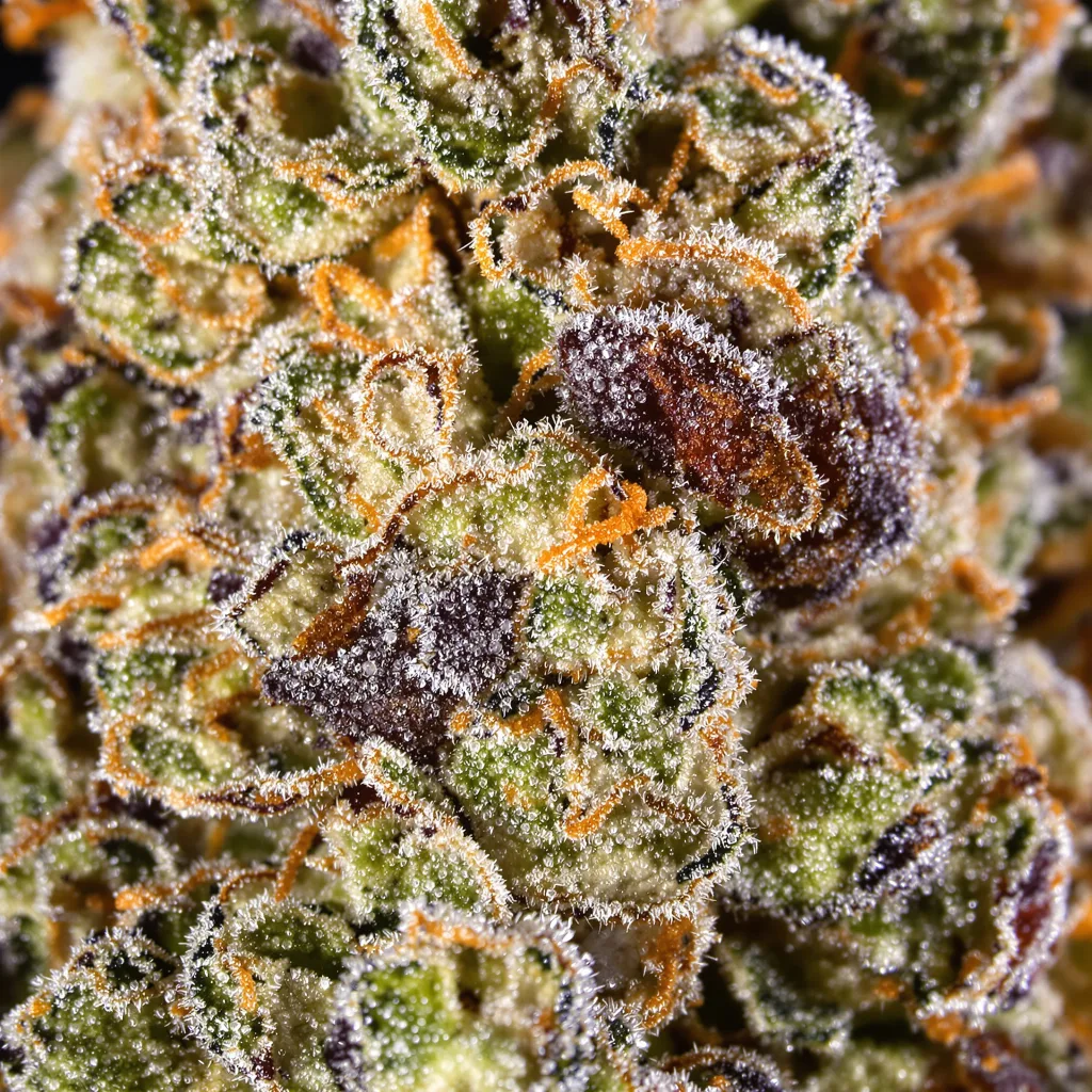 Primer plano de cogollo de cannabis UK Cheese mostrando estructura equilibrada con tricomas escarchados