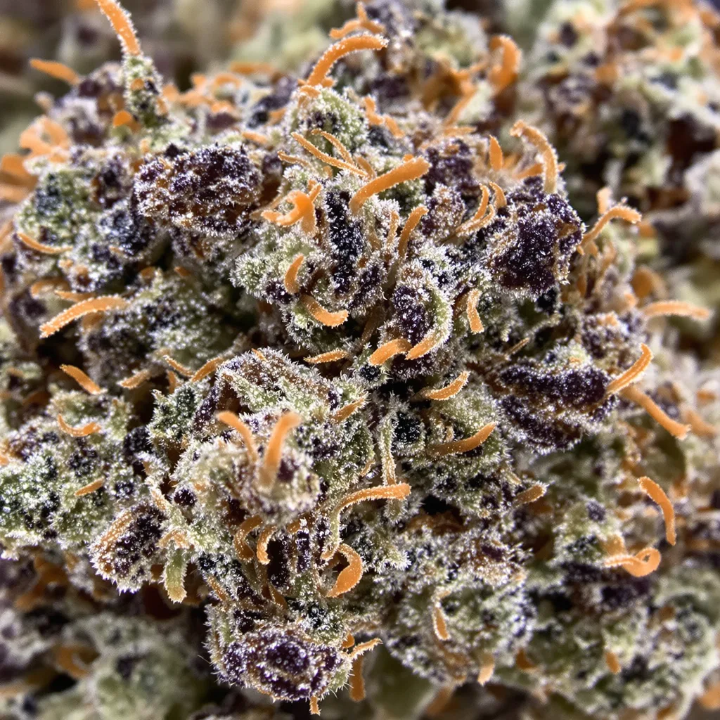 Primer plano de cogollo de cannabis Vader OG mostrando cálices densos con tonos morados