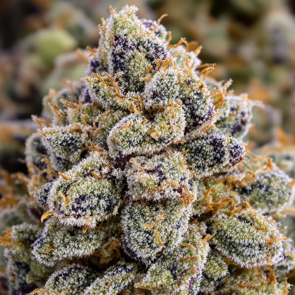 Primer plano de cogollo de cannabis Venom OG mostrando estructura equilibrada con tricomas escarchados