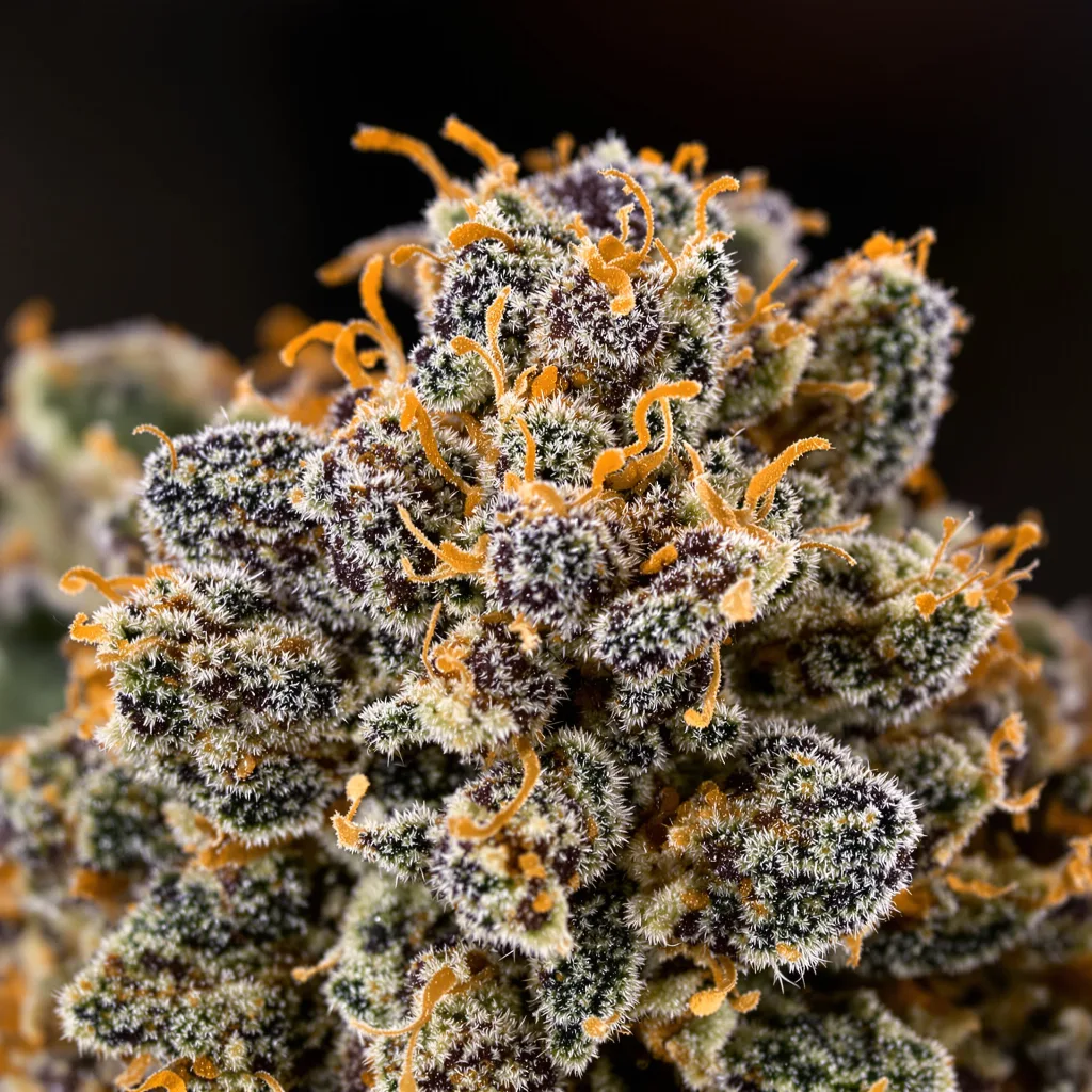 Primer plano de cogollo de cannabis Violator Kush mostrando cálices densos con tonos morados
