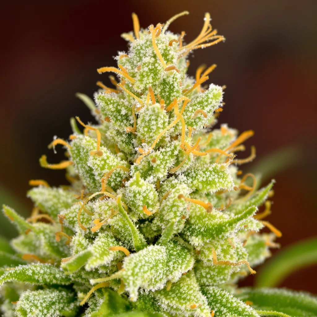 Primer plano de cogollo de cannabis Vortex mostrando estructura aireada verde lima