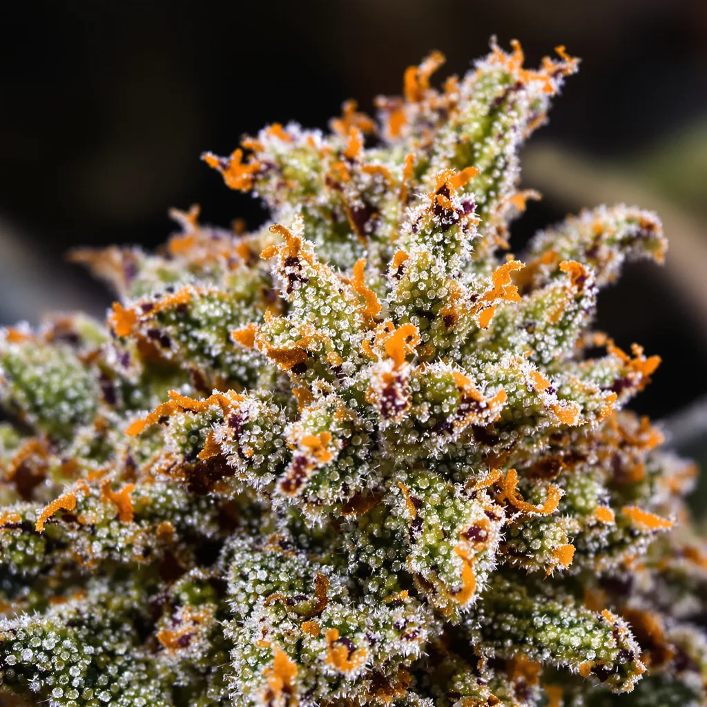 Primer plano de cogollo de cannabis Wedding Cake mostrando cogollos densos verde bosque