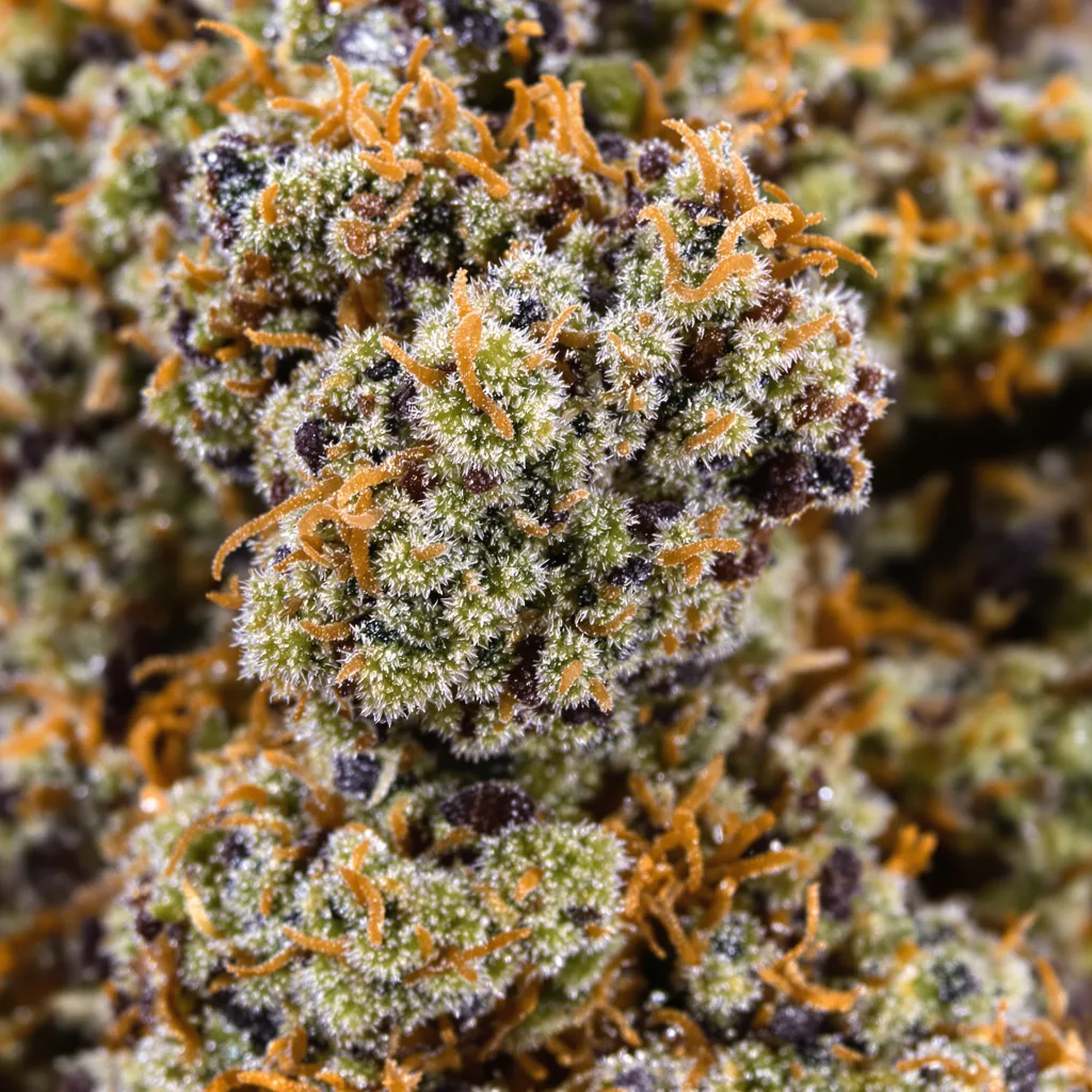 Primer plano de cogollo de cannabis West OG mostrando cálices densos con tonos morados